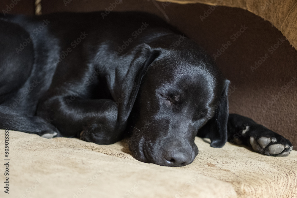 Labrador dog. Sleeping dog. Dog breed Labrador is sleeping. Labrador dog. Sleeping dog. Dog breed Labrador is sleeping.