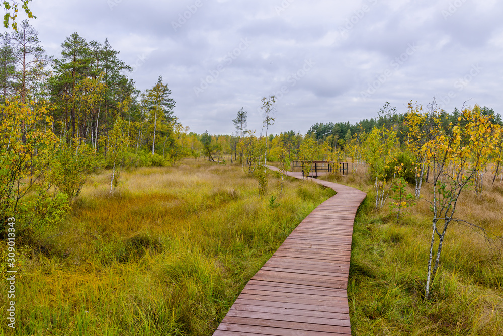 Sestroretsk swamp. Hiking trail in the swamp, the town of Sestroretsk, Leningrad oblast, Russia.