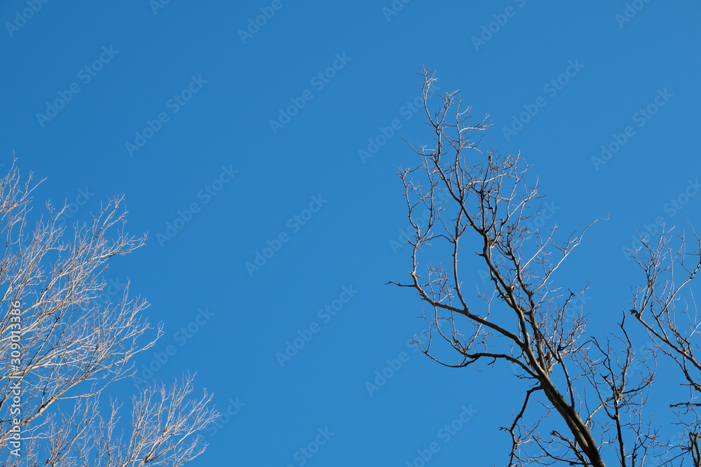 Fototapeta premium Trees against the sky. Autumn trees against the blue sky. Trees without foliage.