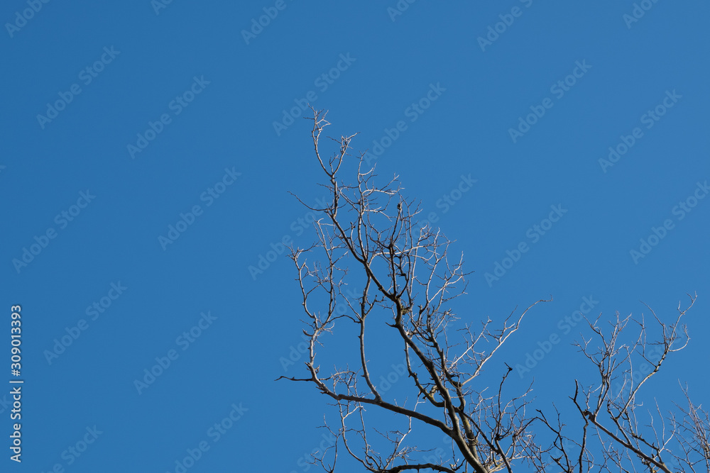 Trees against the sky. Autumn trees against the blue sky. Trees without foliage. Trees against the sky. Autumn trees against the blue sky. Trees without foliage.