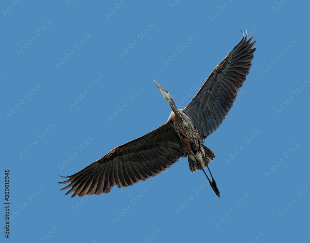 Obraz premium Great Blue Heron