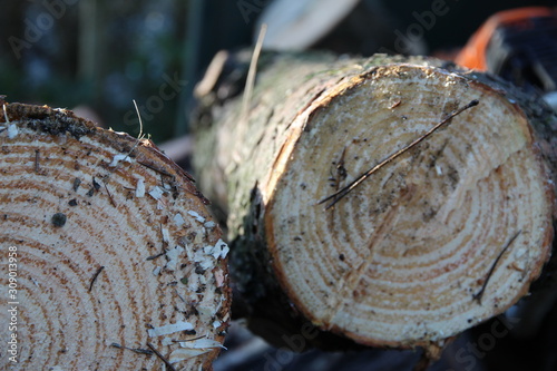 two wood logs