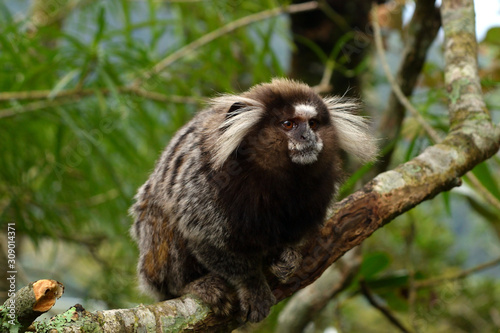 Sagui monkey at the Corcovado, Rio De Janeiro.