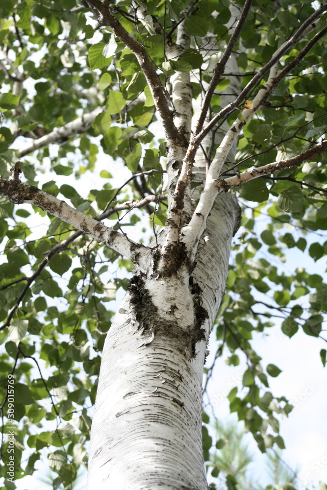 Fototapeta premium Birch Tree