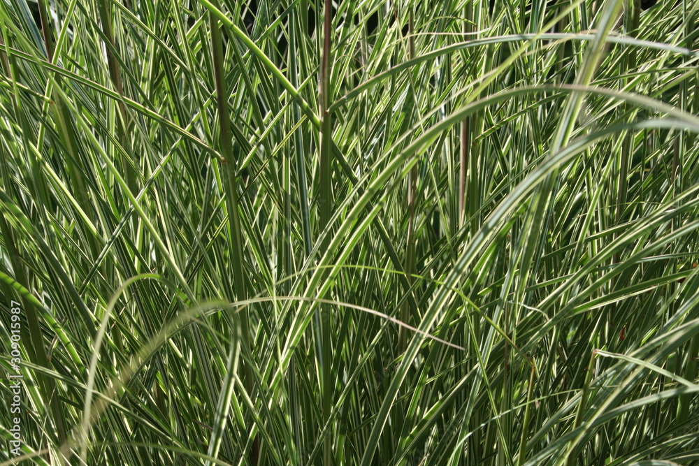 grasses grasses
