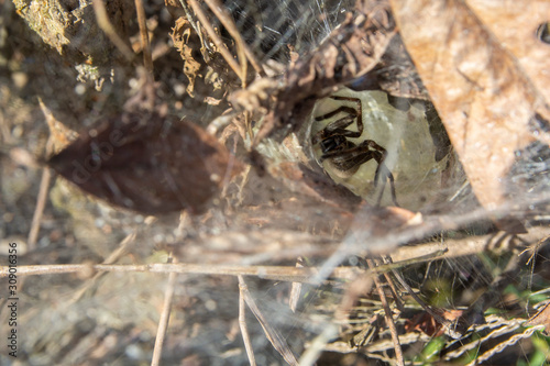 Tube web spider on the floor in a rainforest in Brazil photo