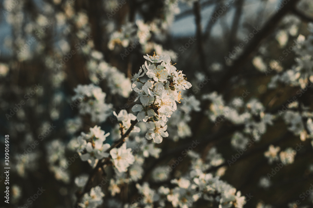 flowers on tree