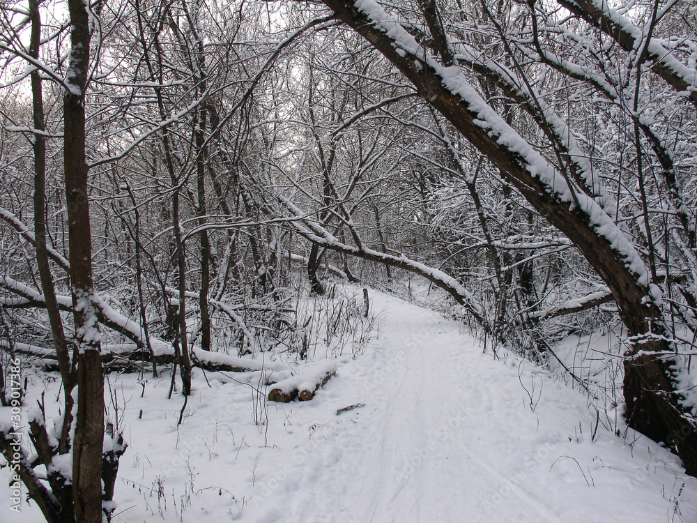 Beautiful winter landscape in forests and parks
