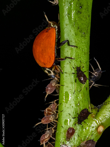 Ladybug eating aphid, great friend of crops, fights various pests. photo