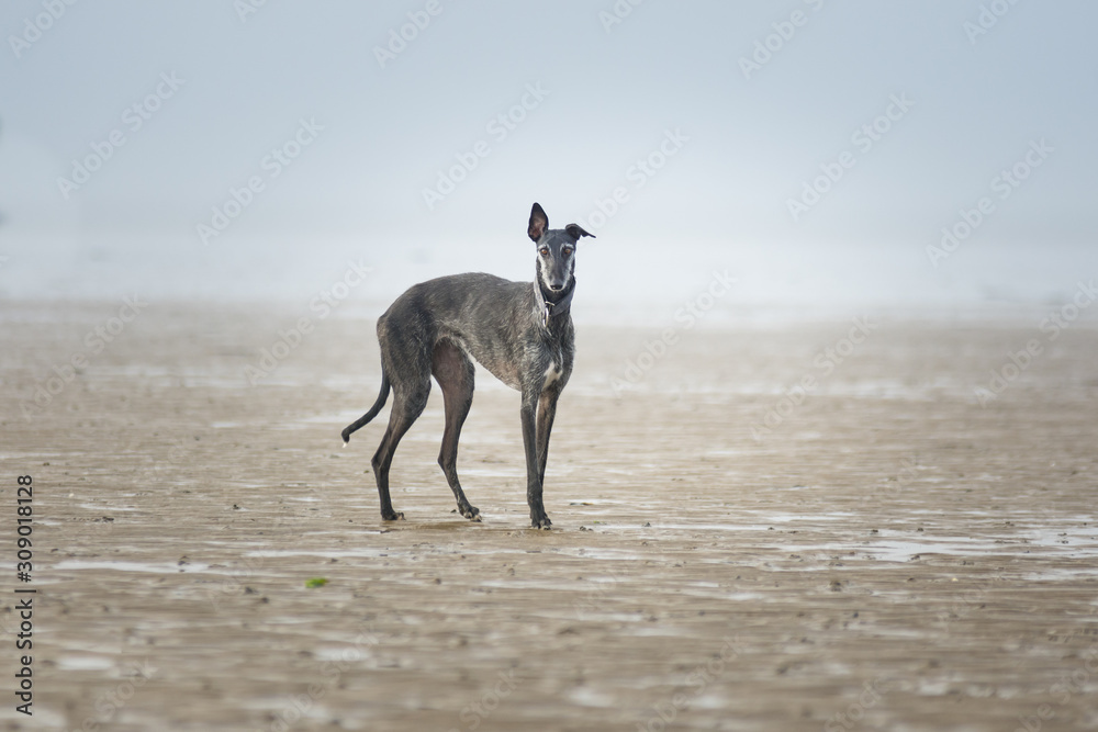 schwarzer Windhund am Strand schwarzer Windhund am Strand