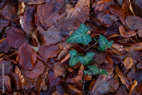 green plant on wet fallen leaves on forest soil © djolum