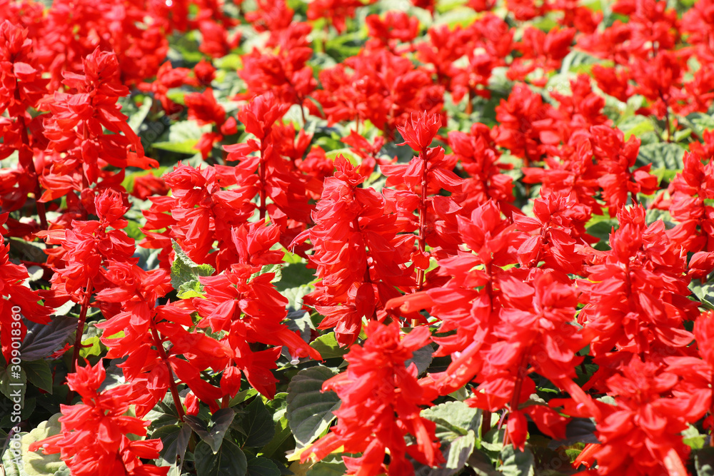 red salvia flowers in garden, salvia splendens red salvia flowers in garden, salvia splendens
