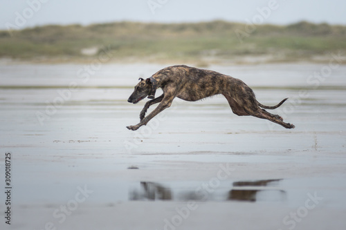 gestromter Windhund rennt am Strand