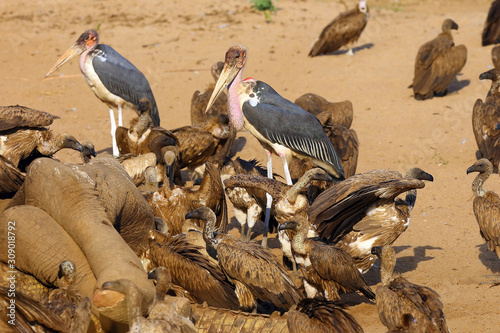 Photography A flock of white-backed vulture (Gyps africanus) and marabou stork (Leptoptilos crumenifer) is feeding on the remains of a large elephant and crocodile