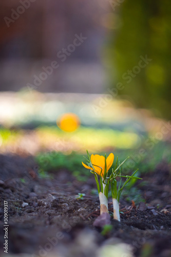 Crocus flower on a dark ground background