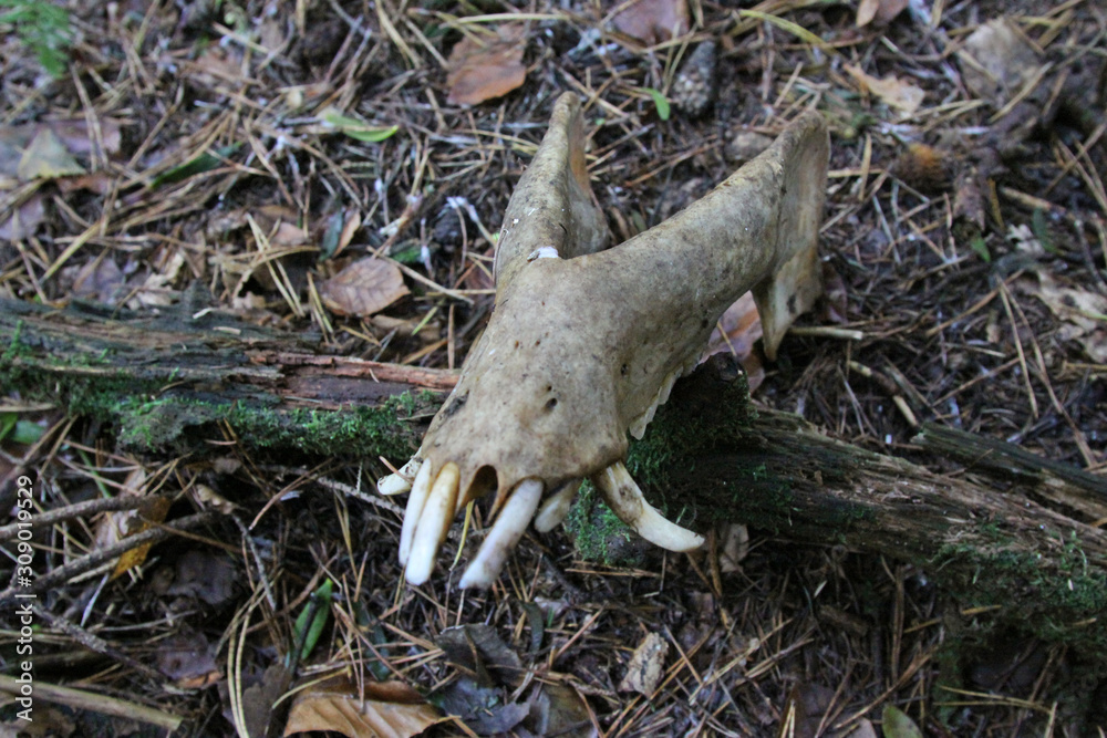 Naklejka premium Tierkadaver im Wald