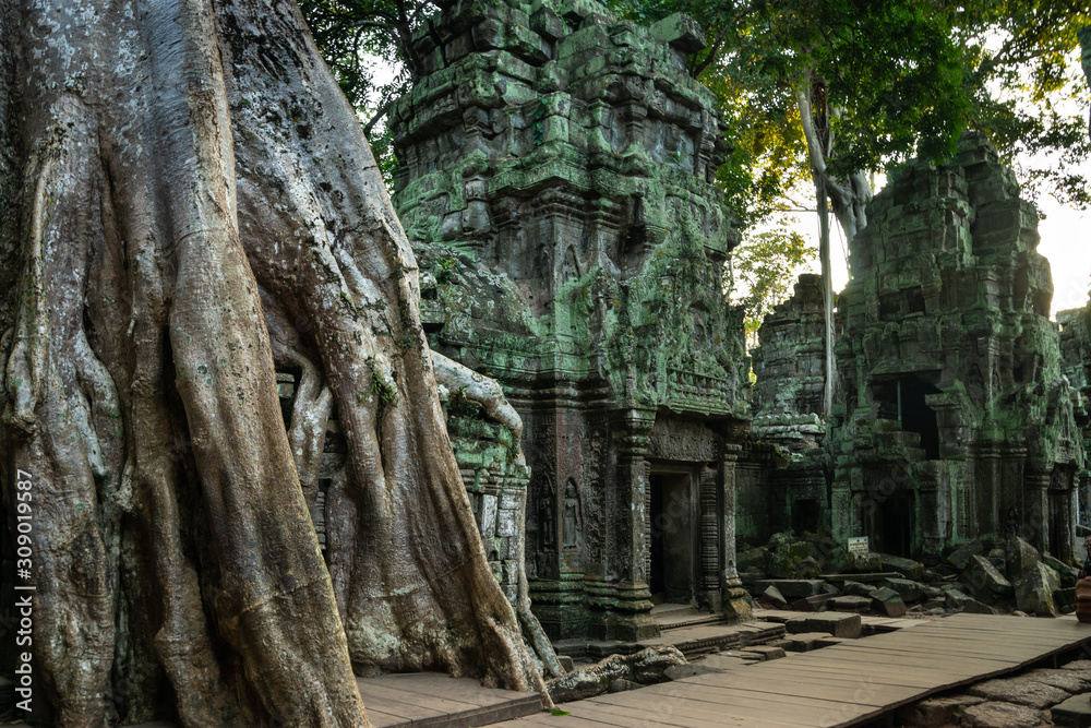 Ta Prohm Temple Siem Reap Cambodia