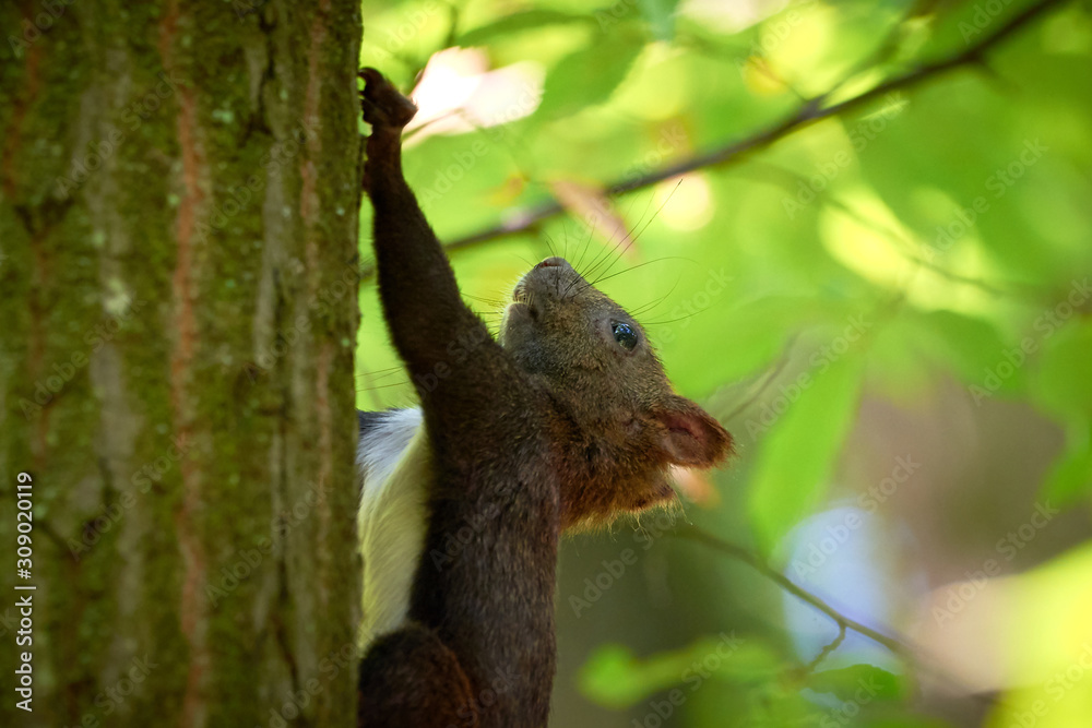 Squirrel Hanging on a Tree