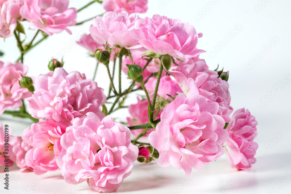 Beautiful rose flowers bunch isolated on white background. The Fairy.
