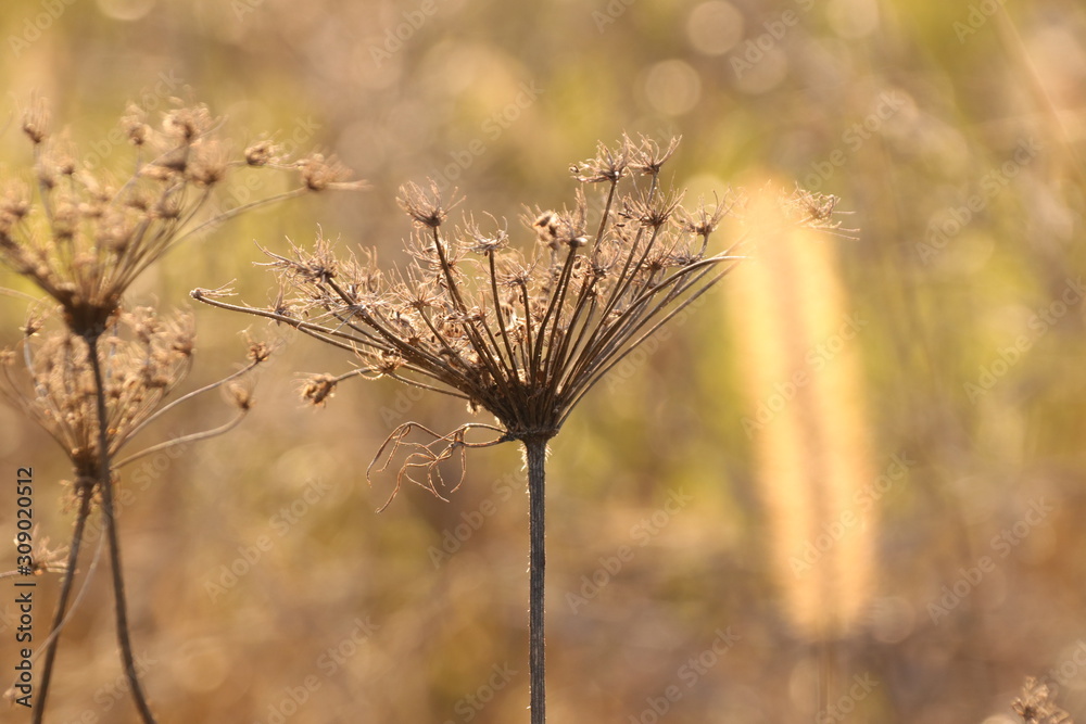 Fototapeta premium Distel