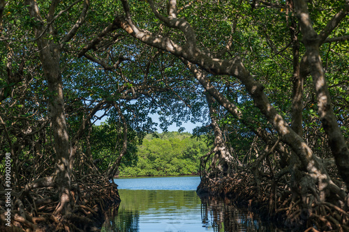 Mangrove Tunnels  Honduras