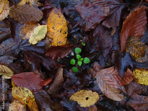 autumn leaves on the ground