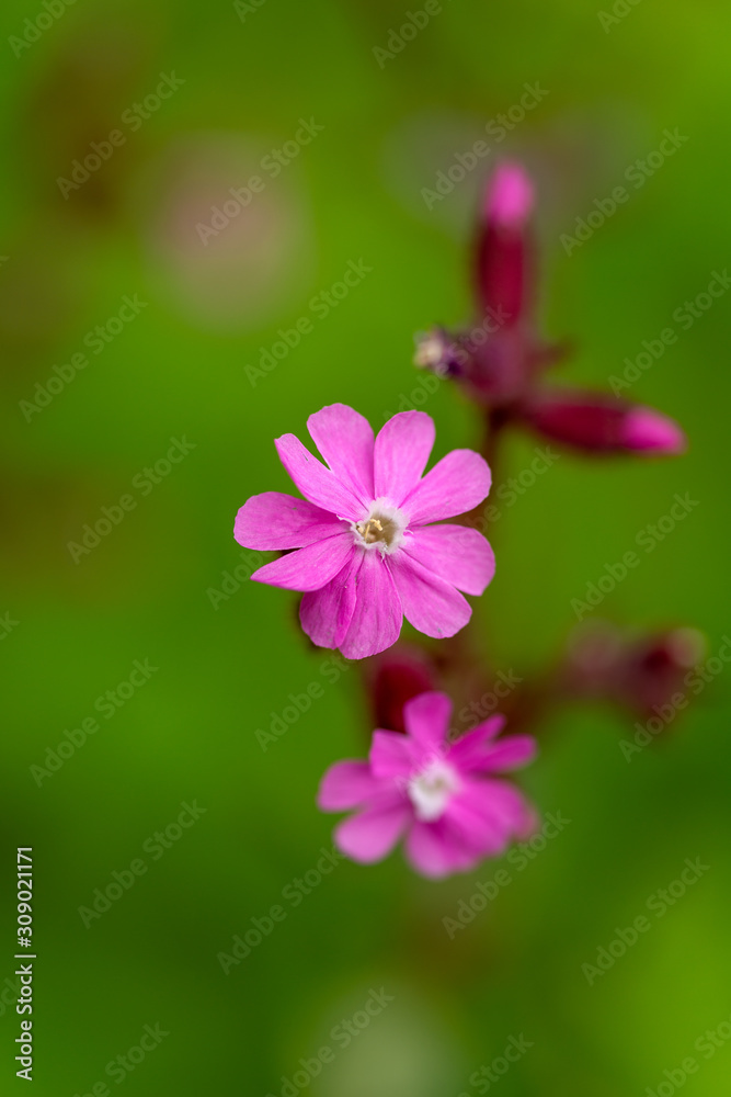 Top view on the Red Campion flower and buds