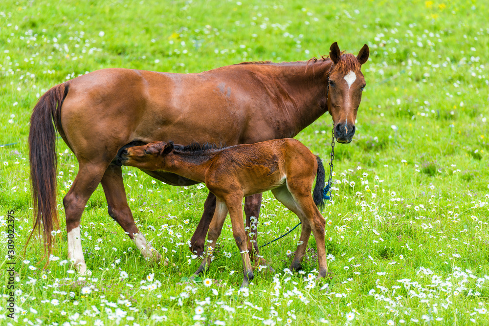 mammals - a horse feeds a little foal with milk on a green juicy meadow mammals - a horse feeds a little foal with milk on a green juicy meadow