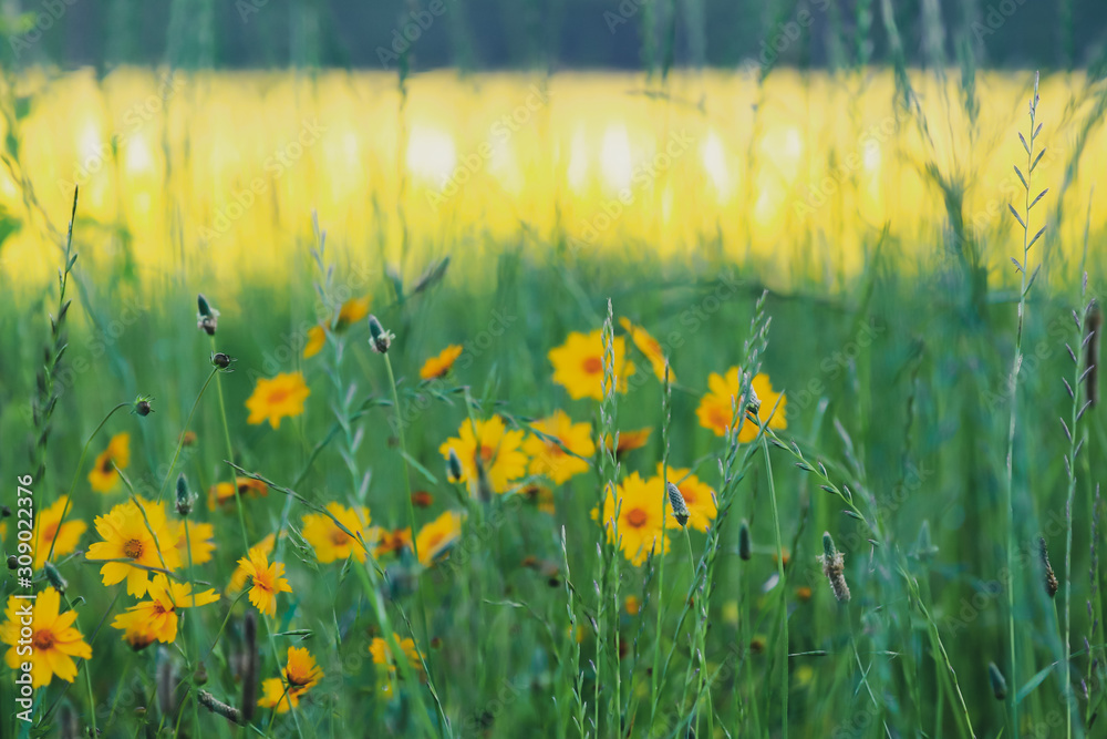 Fields Of Yellow Flowers In Alabama Best Flower Site