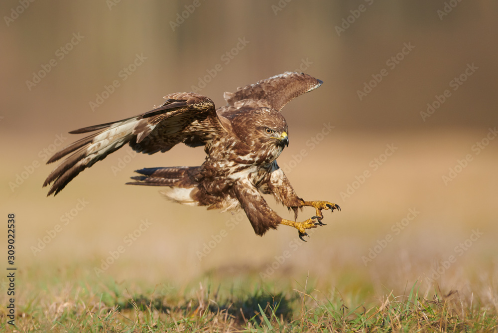 Obraz premium Common buzzard (Buteo buteo) in flight