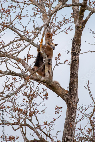 Ein Ameisenbär steht auf einem Ast und schaut herunter