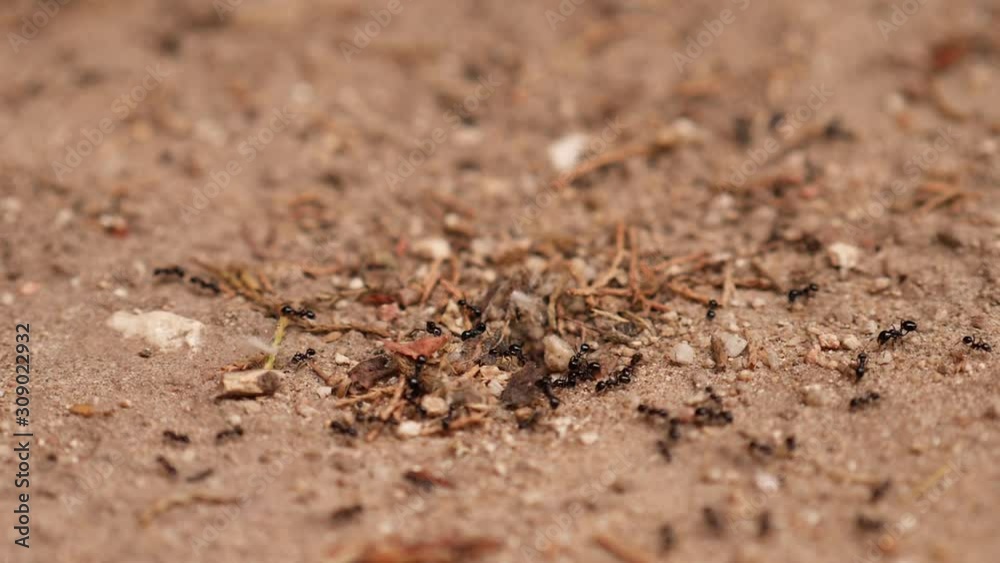 ants in an anthill in the sand and grass field ants in an anthill in the sand and grass field