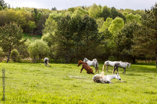 Troupeau de chevaux au repos dans une prairie © Photos Eric Malherbe