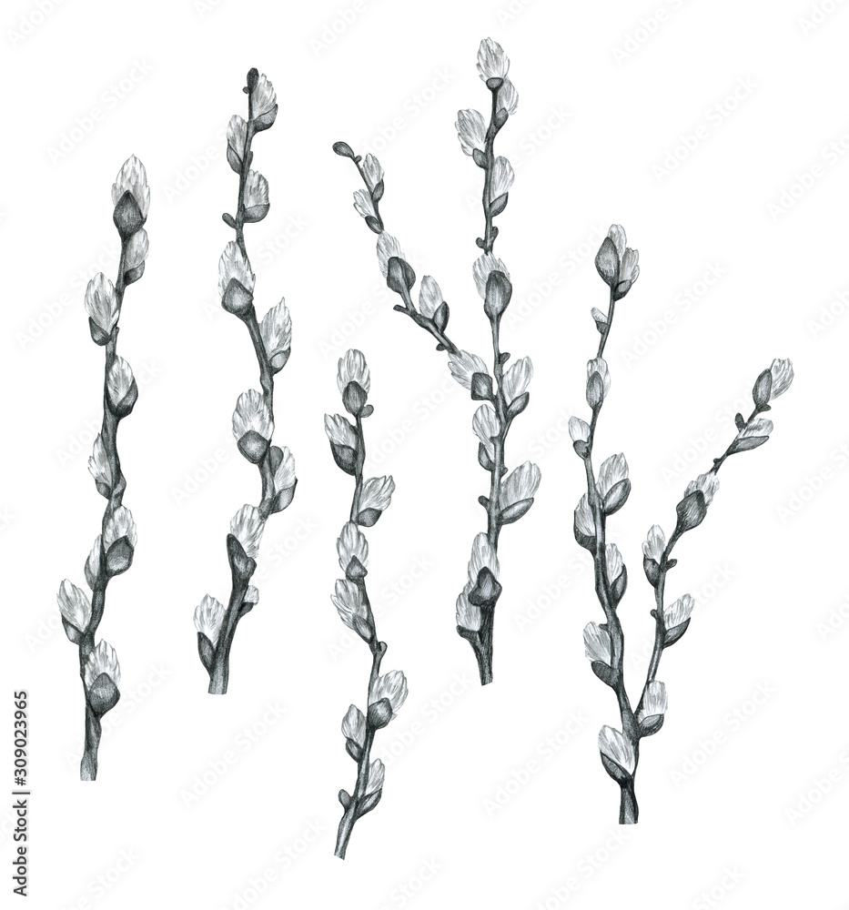 Pencil drawn pussy willow illustration isolated on white background. Spring  illustration. Easter draw. Stock Illustration | Adobe Stock