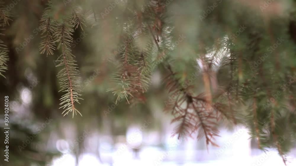 Evergreen tree covered by snow. Winter landscape. Cold weather. Winter holidays Evergreen tree covered by snow. Winter landscape. Cold weather. Winter holidays