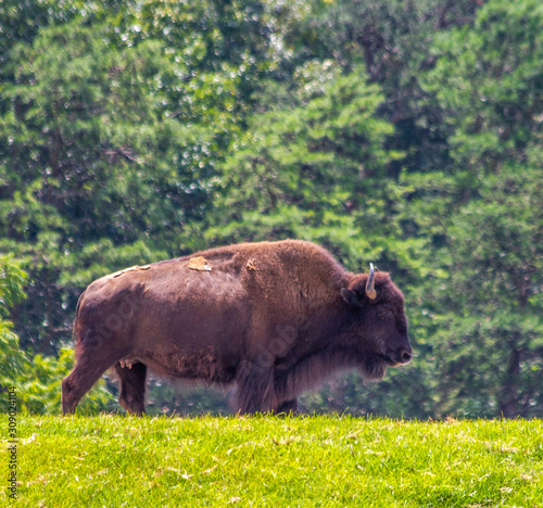 American Buffalo