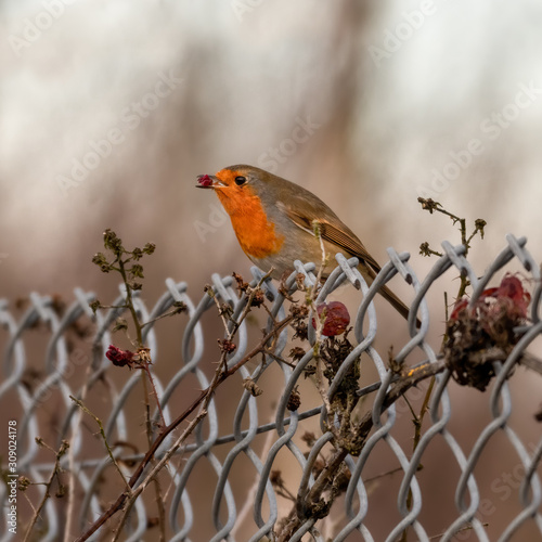 European Robin Perched on a Wire Fence Eating red Berries