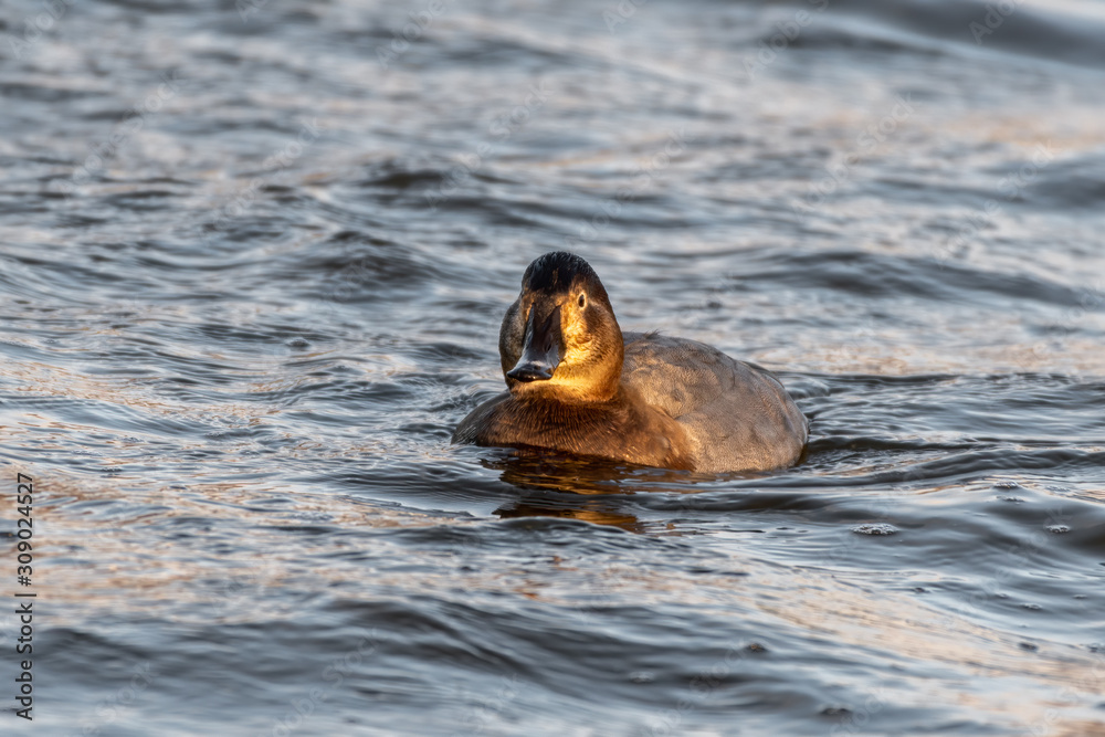 Fototapeta premium Common Female Pochard Floating on Water