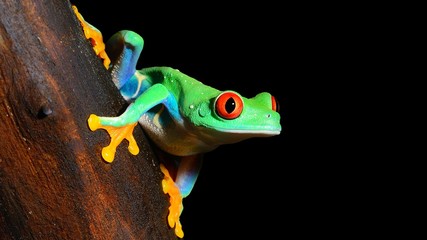 Green tree frog (Agalychnis callidryas) with red eyes, close-up.Terrarium, zoo laboratory. Nature, wildlife, biology, zoology, herpetology, science, education, graphic resource, design, 3D, copy space