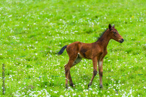 Little brown foal on a background of green succulent meadow close up