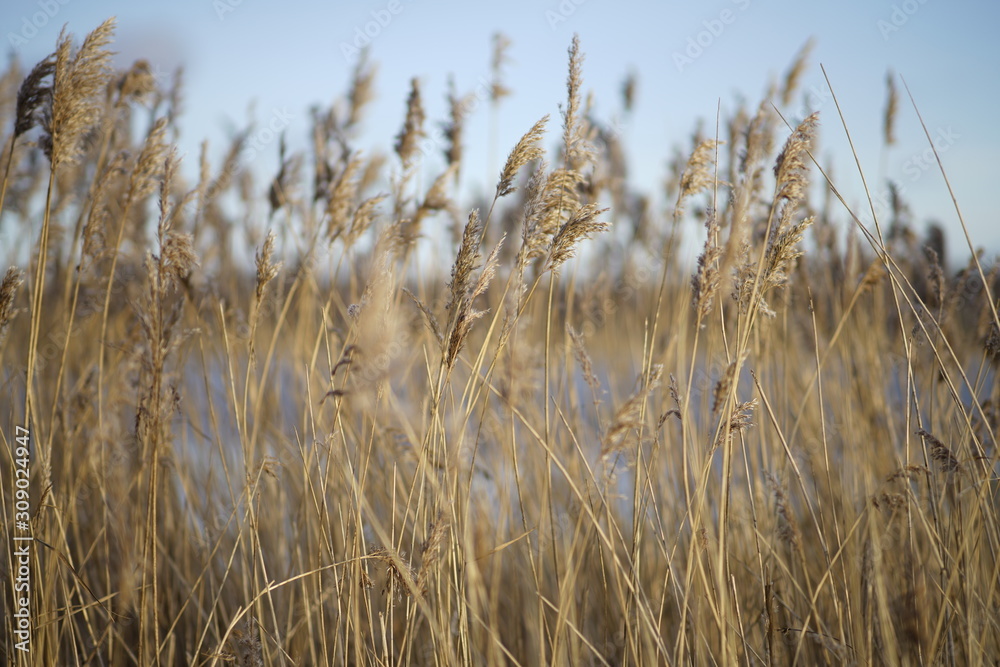 Obraz premium ears of wheat blowing in the wind poster explainer YouTube background 