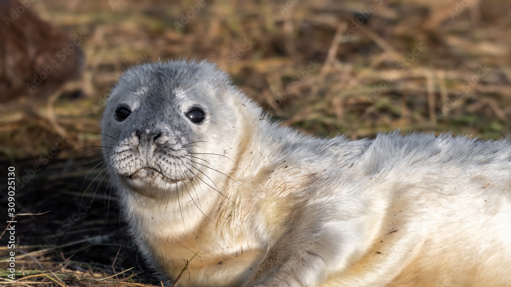 Newborn Grey Seal Pup with White fur Resting on Grassy Sand Dunes Newborn Grey Seal Pup with White fur Resting on Grassy Sand Dunes