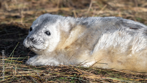 Newborn Grey Seal Pup with White fur Resting on Grassy Sand Dunes © Ian