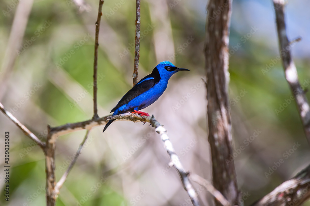Red legged Honeycreeper photographed in Domingos Martins, Espirito Santo. Southeast of Brazil. Atlantic Forest Biome. Picture made in 2014. Red legged Honeycreeper photographed in Domingos Martins, Espirito Santo. Southeast of Brazil. Atlantic Forest Biome. Picture made in 2014.