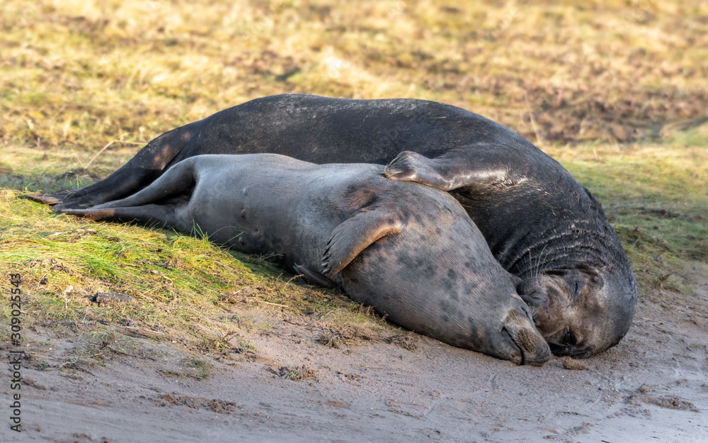 Fototapeta premium Male and Female Grey Seals in Courtship on Grassy Sand Dunes