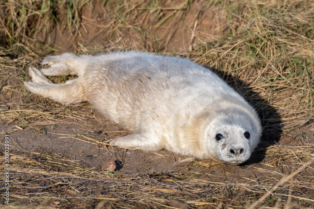 Newborn Grey Seal Pup with White fur Resting on Grassy Sand Dunes Newborn Grey Seal Pup with White fur Resting on Grassy Sand Dunes