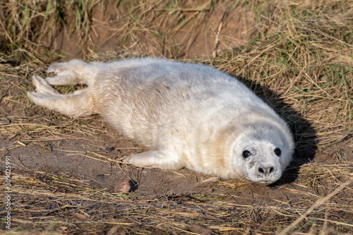 Newborn Grey Seal Pup with White fur Resting on Grassy Sand Dunes