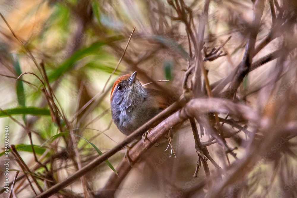 Rufous capped Spinetail photographed in Pedra Azul, Espirito Santo. Southeast of Brazil. Atlantic Forest Biome. Picture made in 2014. Rufous capped Spinetail photographed in Pedra Azul, Espirito Santo. Southeast of Brazil. Atlantic Forest Biome. Picture made in 2014.