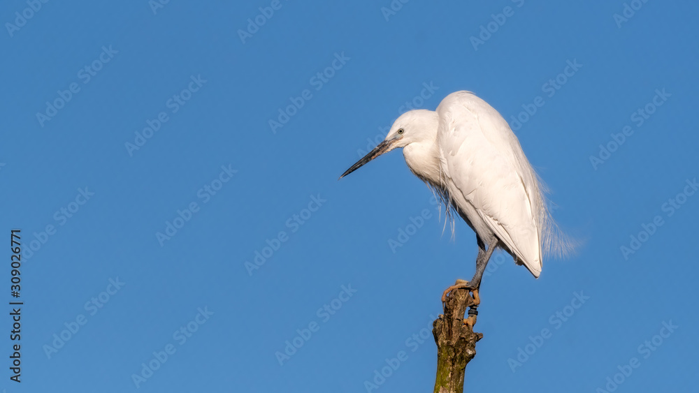 White Egret Perched on a Dead Branch White Egret Perched on a Dead Branch