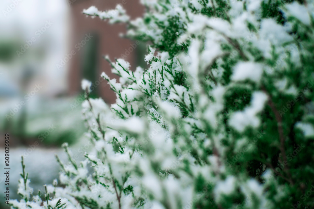 Fresh Snow On Christmas Holiday Tree Up Close Background Fresh Snow On Christmas Holiday Tree Up Close Background